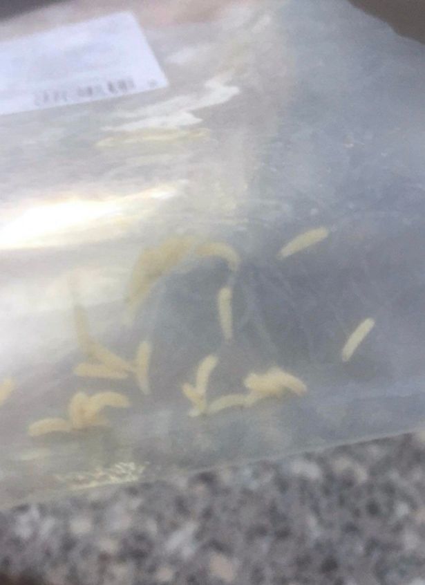 As larvas que foram achadas no presunto que a bebê comeu