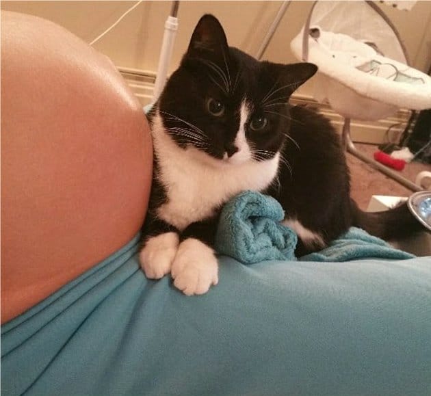 O gato na barriga de Liel grávida