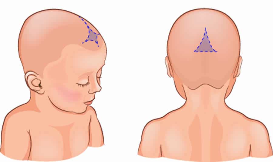 Veja como a moleira do bebê é dividida em partes diferentes 