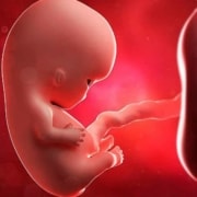 Saiba tudo sobre a importância da placenta na gravidez