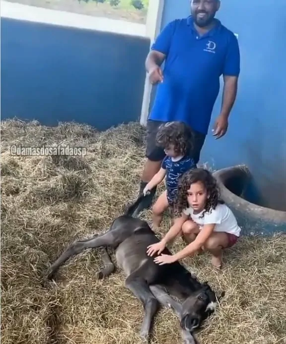 Filhos de Wesley Safadão com um cavalo recém-nascido