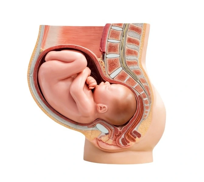 A posição cefálica do bebê pode influenciar no tipo de parto