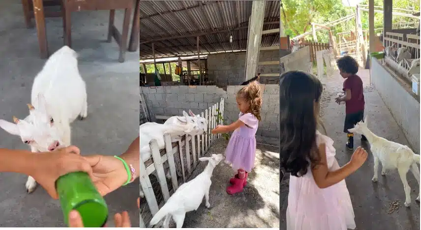 Filhas gêmeas de Ivete Sangalo surgem em fazenda na Bahia e surpreendem