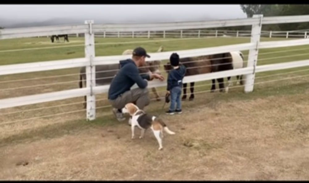 Príncipe Harry com filho e pet do qual acaba de se despedir