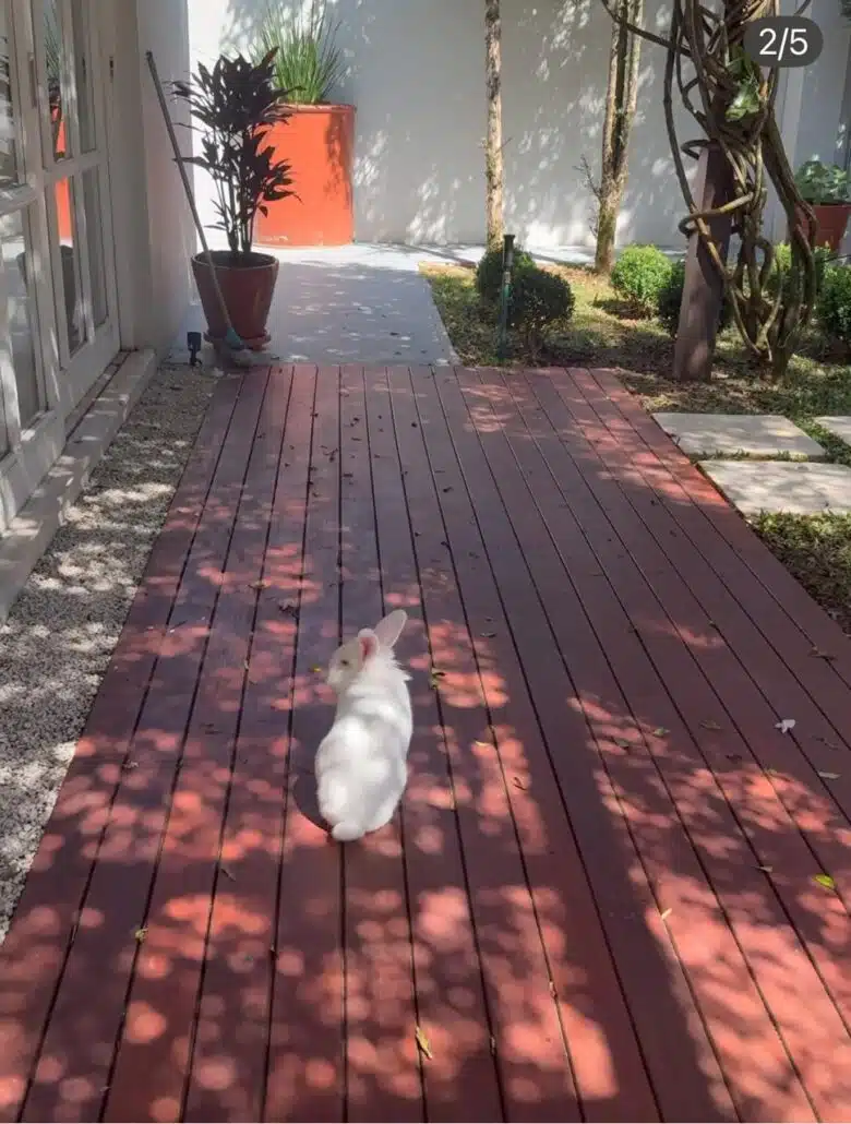 Eliana também tem um coelho