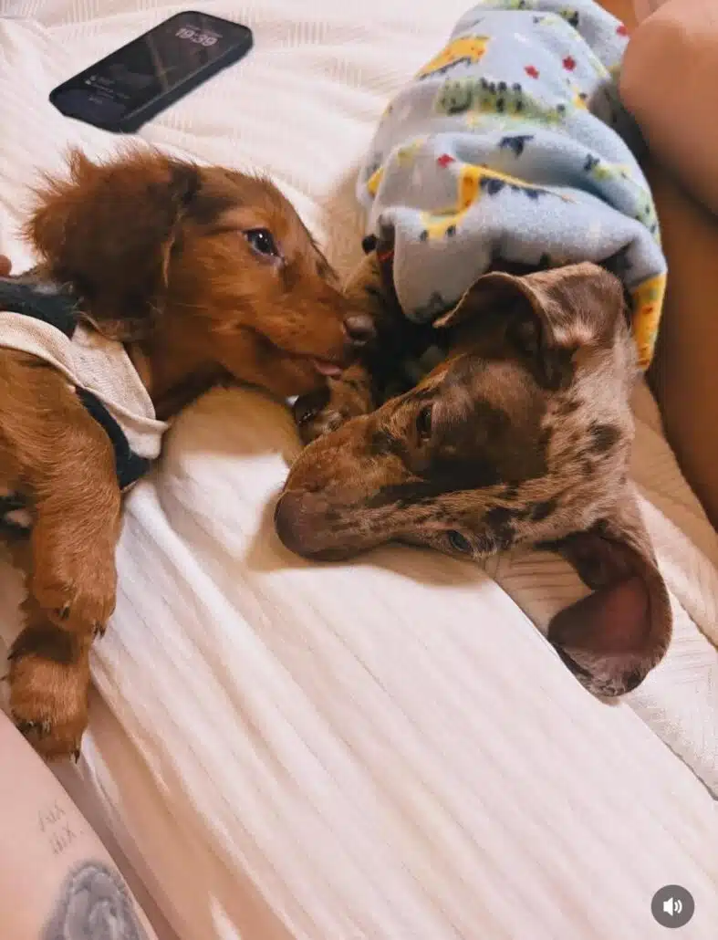 Giovanna Ewbank também mostrou os outros cachorros da família