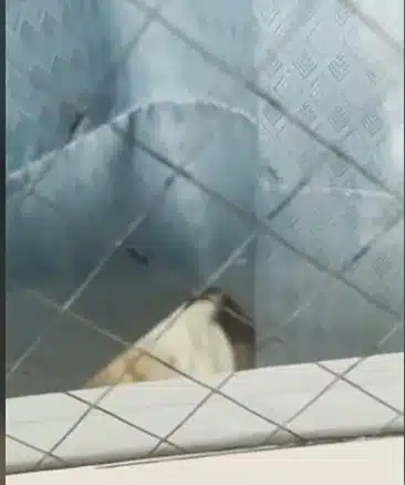 Pai viu a enfermeira virar seu bebê repentinamente