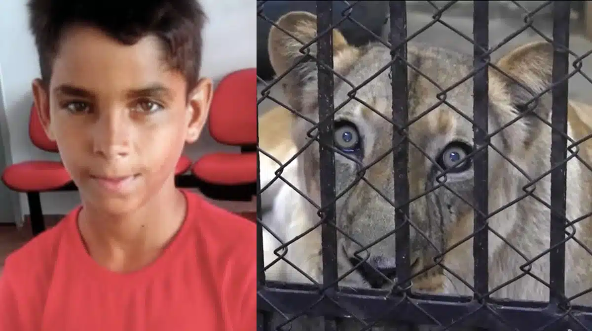 Detalhes sobre rapaz que foi na jaula da leoa vieram à tona