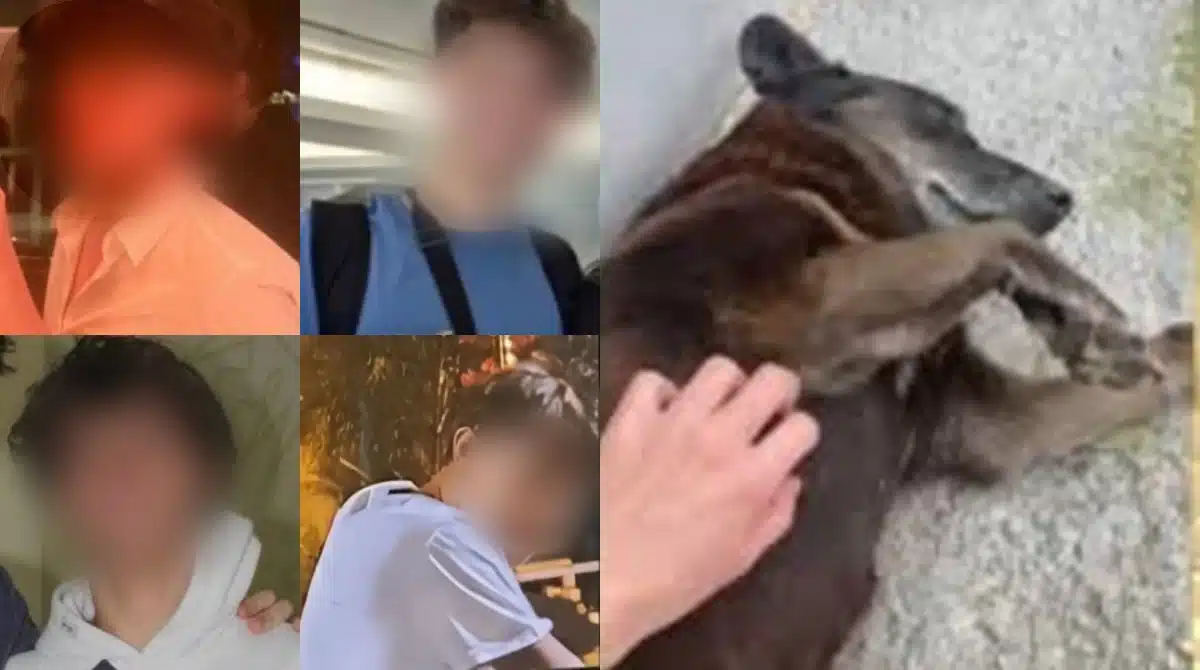 Laudo falou o que adolescentes fizeram ao cão Orelha