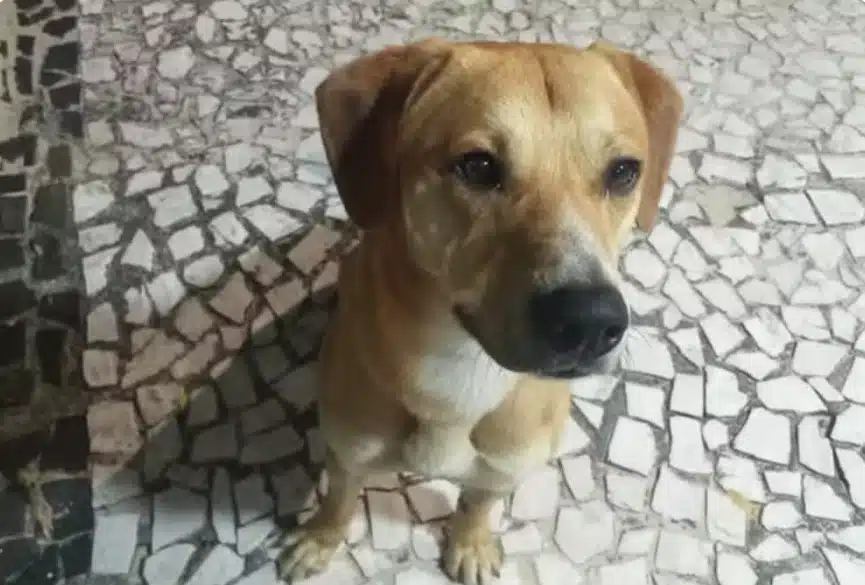 Adolescentes agiram contra esse cão também