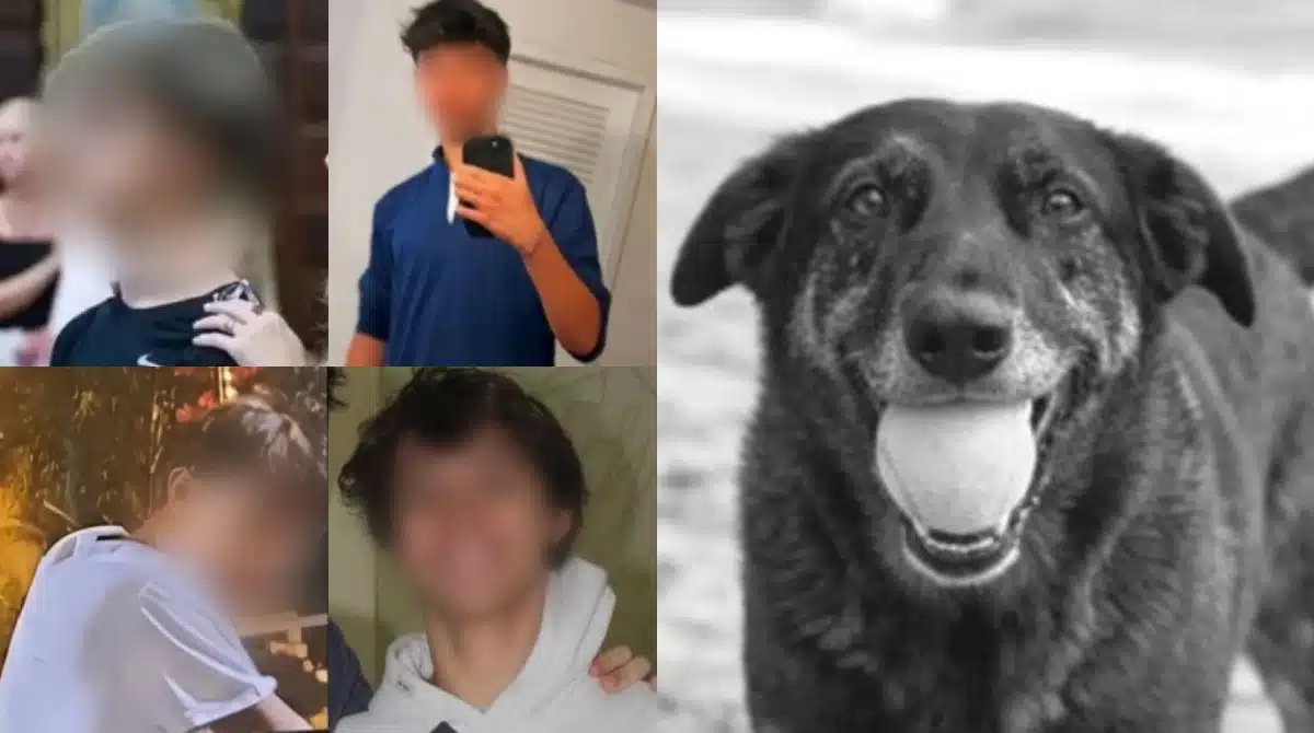 Um dos adolescentes que se envolveu no caso do cão Orelha falou
