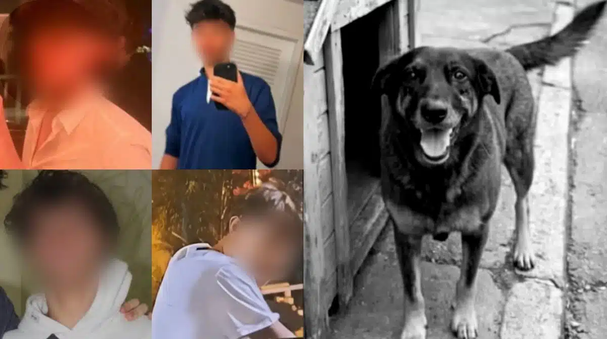 Adolescentes tiraram a vida do cachorro Orelha