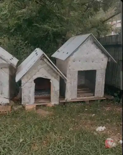 Casinha em que o cão Orelha morava