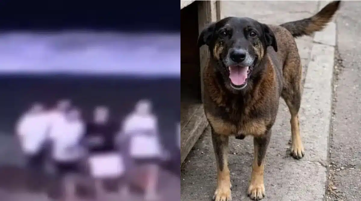 Veterinário fala o que fizeram ao cão Orelha