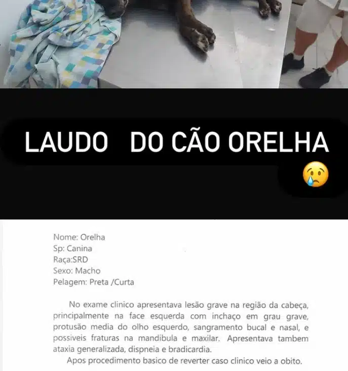 Laudo detalhando o que houve com o cão Orelha