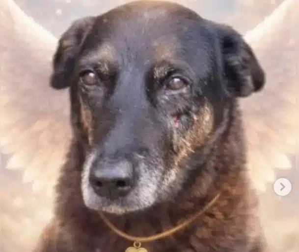 Porteiro falou sobre o caso do Cão Orelha