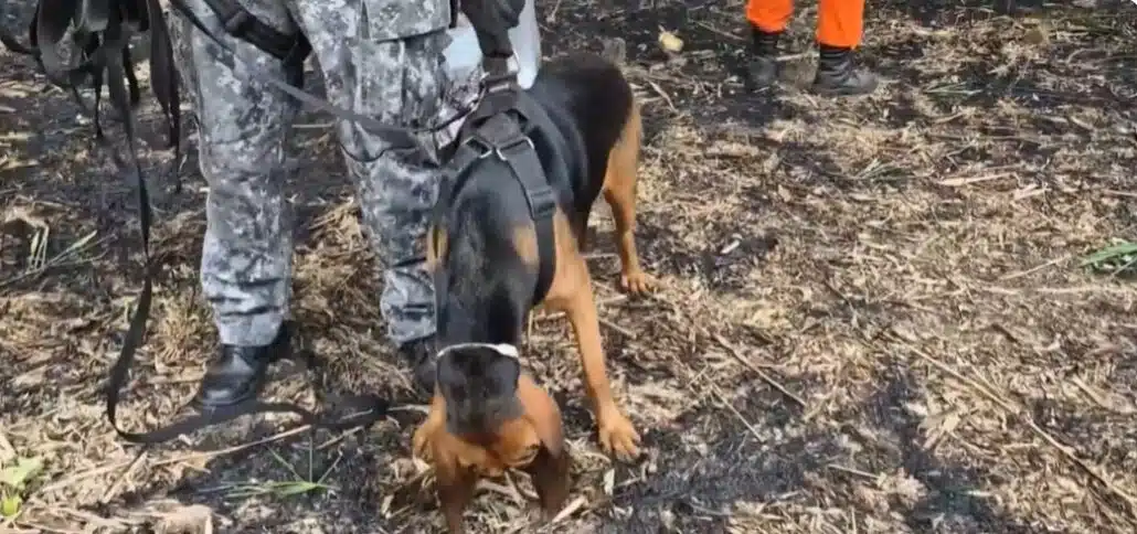 Cão farejador procurando pelas crianças