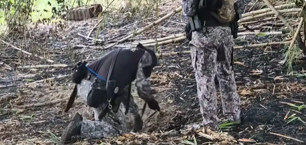 Local que cão farejador apontou na procura por crianças