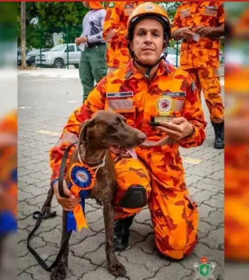 Um dos cães veio a partir ao buscar crianças