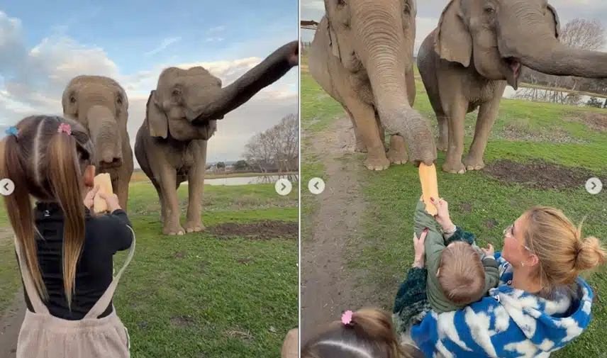 Virgínia Fonseca mostra filhos dando comida para elefantes em viagem a Madrid e surpreende