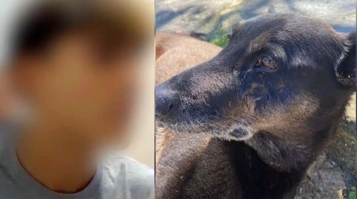 Adolescente que tirou a vida do Orelha. / P0lícia Civil