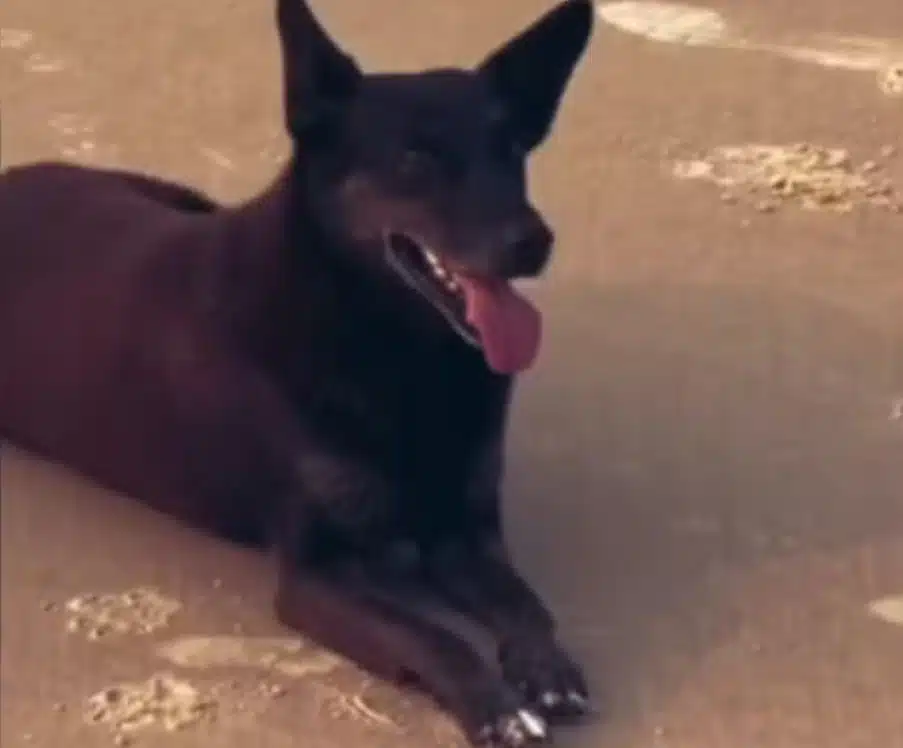 Cão Orelha partiu após um adolescente tirar a vida dele