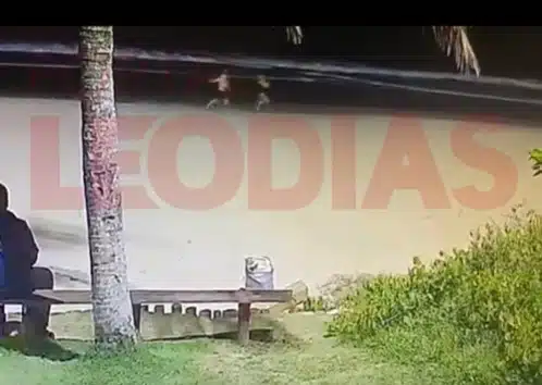 Imagens do que foi feito ao cão Caramelo