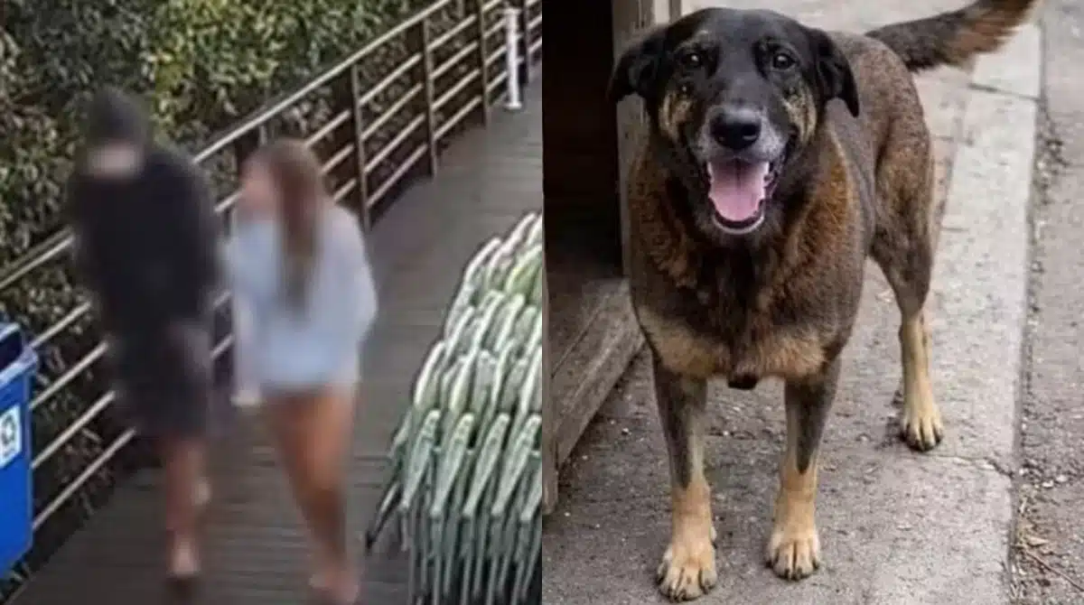 Novo laudo falou sobre adolescente e cão Orelha