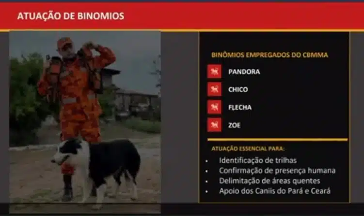Cães farejadores que atuaram nas buscas pelas crianças desaparecidas