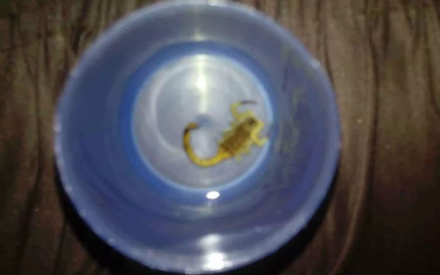 Esse é o escorpião amarelo que picou o bebê