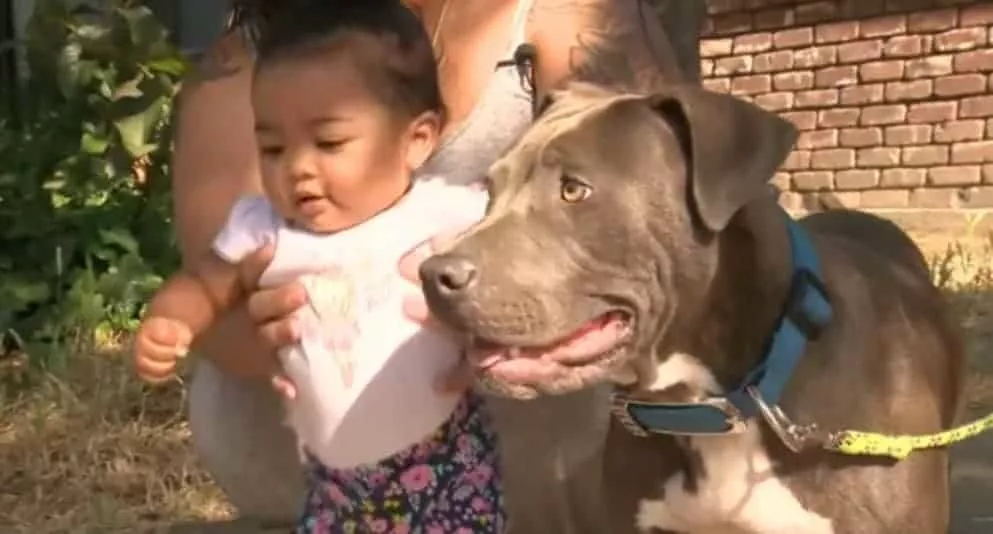A bebê foi salva por seu pitbull