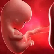 Saiba tudo sobre a importância da placenta na gravidez