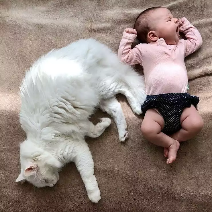 A bebê de Nathalia Dill com seu gatinho