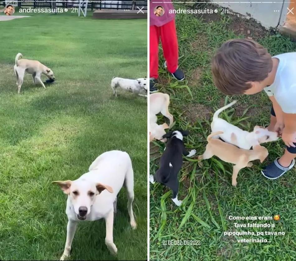 Andressa Suita mostrou os filhos com os cachorros e relembrou como eles eram quando pequenos 